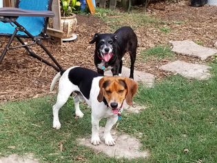 Beagle Dogs for adoption in Seminole, FL, USA