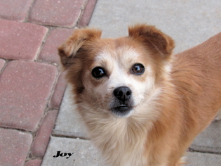 Chihuahua-Unknown Mix Dogs for adoption in Oklahoma City, OK, USA