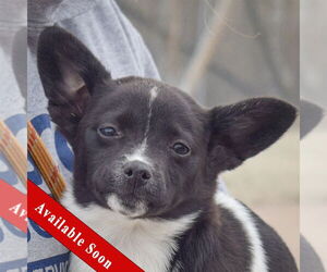 Pembroke Welsh Corgi Dogs for adoption in Huntley, IL, USA
