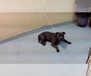 Staffordshire Bull Terrier-Unknown Mix Dogs for adoption in Tulsa, OK, USA