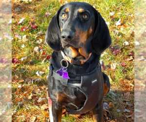 Coonhound Dogs for adoption in Westwood, NJ, USA