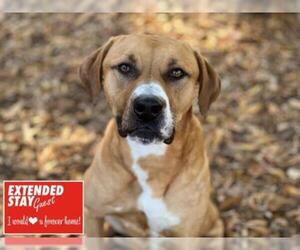 Boxador Dogs for adoption in Charlotte, NC, USA