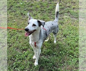 Mutt Dogs for adoption in Louise, TX, USA