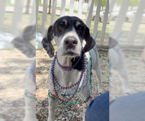 Pointer Dogs for adoption in Dripping Springs, TX, USA