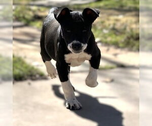 Mutt Dogs for adoption in Claremore, OK, USA