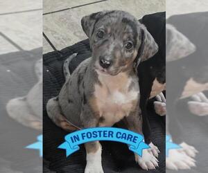 Catahoula Leopard Dog-Unknown Mix Dogs for adoption in Tallahassee, FL, USA