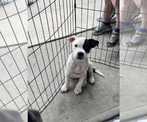 American Pit Bull Terrier Dogs for adoption in Jackson Township, NJ, USA