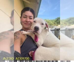 American Pit Bull Terrier Dogs for adoption in West Palm Beach, FL, USA