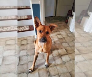 Carolina Dog-Thai Ridgeback Mix Dogs for adoption in Winder, GA, USA