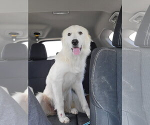 Great Pyrenees Dogs for adoption in Houston, TX, USA