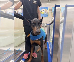 Doberman Pinscher Dogs for adoption in W Hollywood, CA, USA