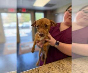 Chihuahua Dogs for adoption in Westminster, MD, USA