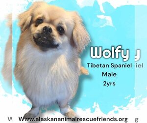 Tibetan Spaniel Dogs for adoption in Anchorage, AK, USA