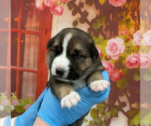 Mutt Dogs for adoption in San Bernardino, CA, USA