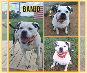American Bulldog Dogs for adoption in Pierceton , IN, USA