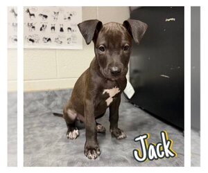 American Staffordshire Terrier-Unknown Mix Dogs for adoption in Pierceton , IN, USA