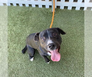 American Pit Bull Terrier Dogs for adoption in Modesto, CA, USA