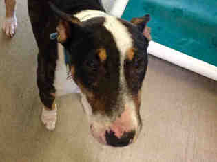 Bull Terrier Dogs for adoption in San Clemente, CA, USA