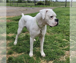Boxer Dogs for adoption in Dumont, NJ, USA
