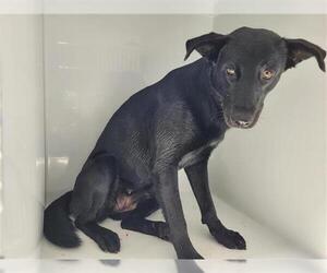 Labrador Retriever Dogs for adoption in Houston, TX, USA