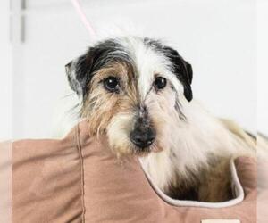 Jack Russell Terrier Dogs for adoption in Minneapolis, MN, USA