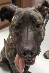Presa Canario Dogs for adoption in Bemidji, MN, USA