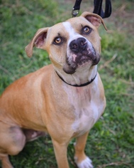 Boxer-Unknown Mix Dogs for adoption in Richardson, TX, USA