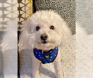 Bichon Frise Dogs for adoption in Tampa, FL, USA