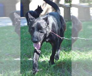 Basenji-Unknown Mix Dogs for adoption in Kansas City, MO, USA