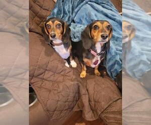 Dachshund Dogs for adoption in Poplar Bluff, MO, USA