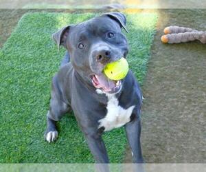 American Pit Bull Terrier Dogs for adoption in Tallahassee, FL, USA