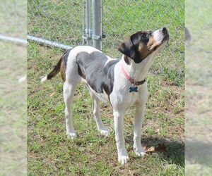 Coonhound-Pointer Mix Dogs for adoption in Camden, SC, USA