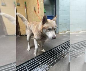 Siberian Husky Dogs for adoption in Stockton, CA, USA