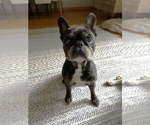 French Bulldog Dogs for adoption in St. Louis Park, MN, USA