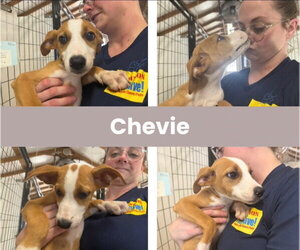Labrador Retriever-Unknown Mix Dogs for adoption in The Woodlands, TX, USA
