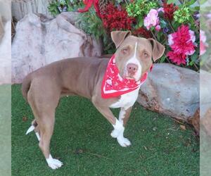 Mutt Dogs for adoption in Oklahoma City, OK, USA