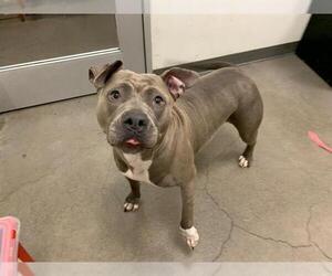 American Pit Bull Terrier-Unknown Mix Dogs for adoption in Berkeley , CA, USA