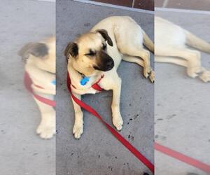 Shepradors Dogs for adoption in San Angelo, TX, USA