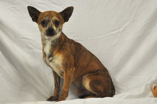 Chihuahua Dogs for adoption in Eldora, IA, USA
