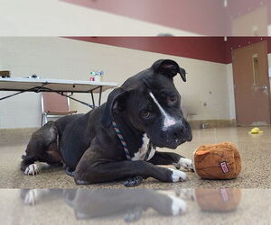 Boxer-Unknown Mix Dogs for adoption in Springfield, MA, USA