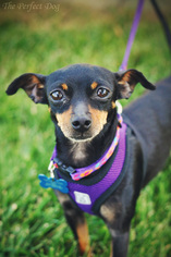 Miniature Pinscher Dogs for adoption in Milpitas, CA, USA
