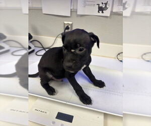 Boxer-Unknown Mix Dogs for adoption in Rosenberg, TX, USA