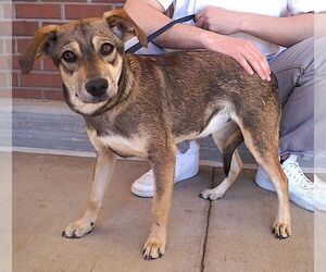 Mutt Dogs for adoption in Carrollton, TX, USA