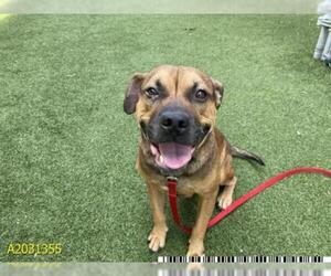 Rottweiler-American Pit Bull Terrier Dogs for adoption in West Palm Beach, FL, USA