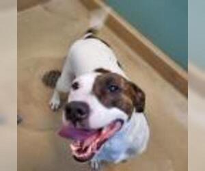 American Pit Bull Terrier-Unknown Mix Dogs for adoption in Drexel, MO, USA