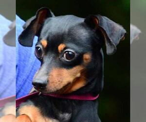 Dachshund Dogs for adoption in Vernonia, OR, USA