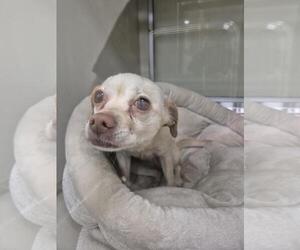 Chihuahua Dogs for adoption in Upland, CA, USA