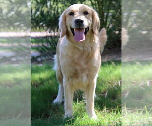 Golden Retriever Dogs for adoption in Glendale , AZ, USA