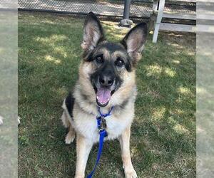 German Shepherd Dog Dogs for adoption in Boston, MA, USA