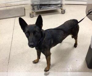 Mutt Dogs for adoption in Riverside, CA, USA